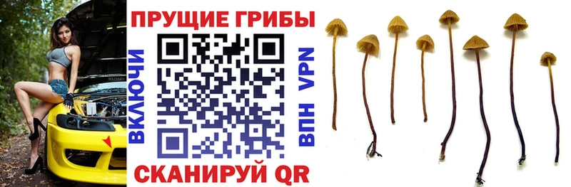 omg ТОР  закладки  Ставрополь  Галлюциногенные грибы мухоморы 